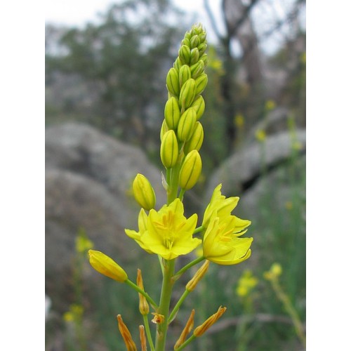 Native Daffodil Golden Lily x 1 Plantsl Hardy Bulbine bulbosa Yellow Flowers Flowering Leek Onion Bush Tucker Edible Drought Frost Tolerant